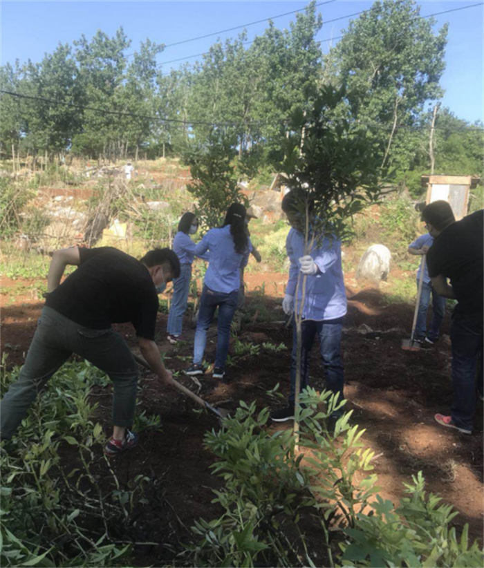 春季植树活动